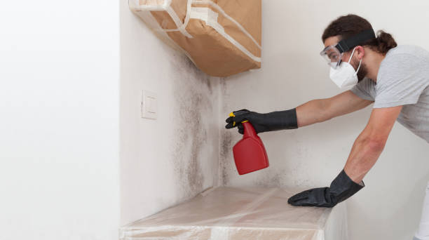 Professional Black Mold Remediation technician working in Inwood, NY